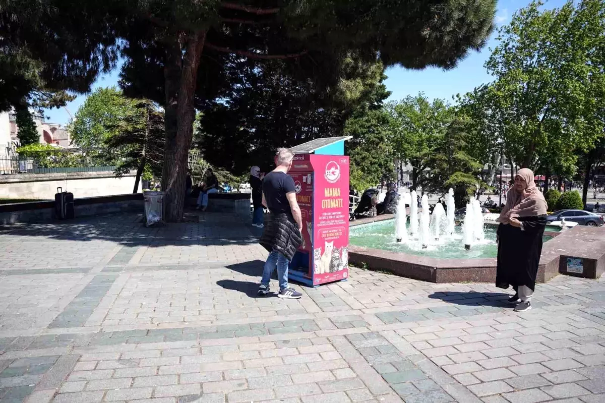 Martıların Kedi Taklidi Sosyal Medyada Gündem Oldu