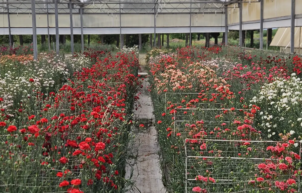 Yerli Karanfil Türleri Üzerine Başarı