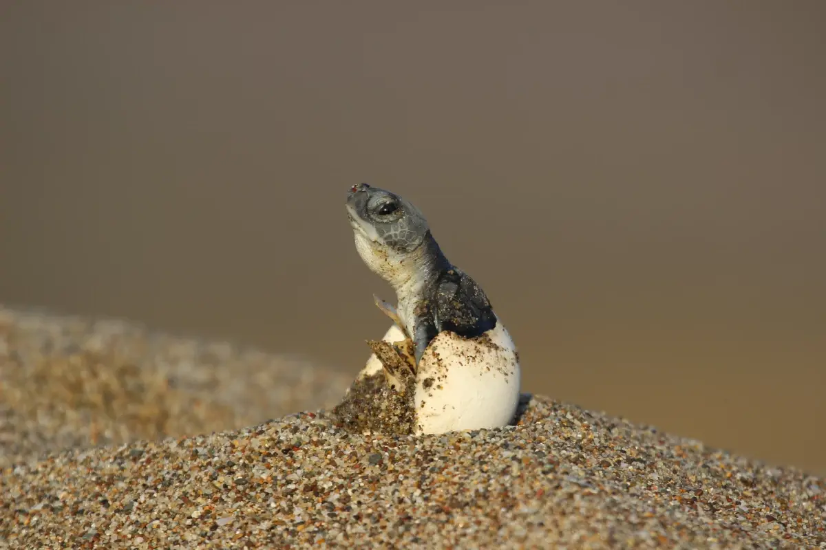 Caretta Caretta Yavruları Denize Kavuştu