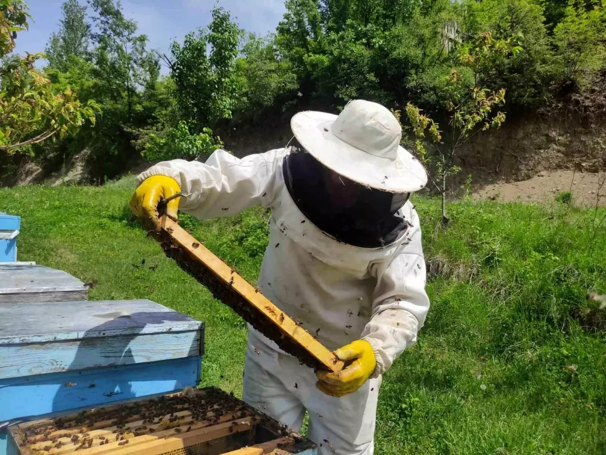 Arı Üreticileri Sezona Hazırlanıyor