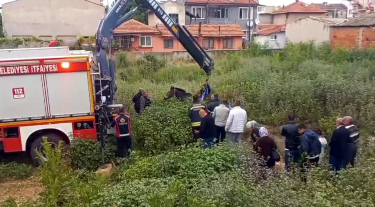Çukurda Kalan At Vinçle Kurtarıldı