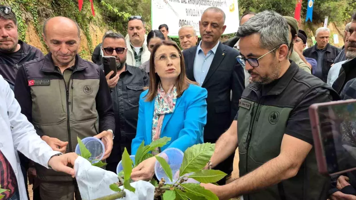 Bartın\'da Gal Arısı ile Mücadele Başladı