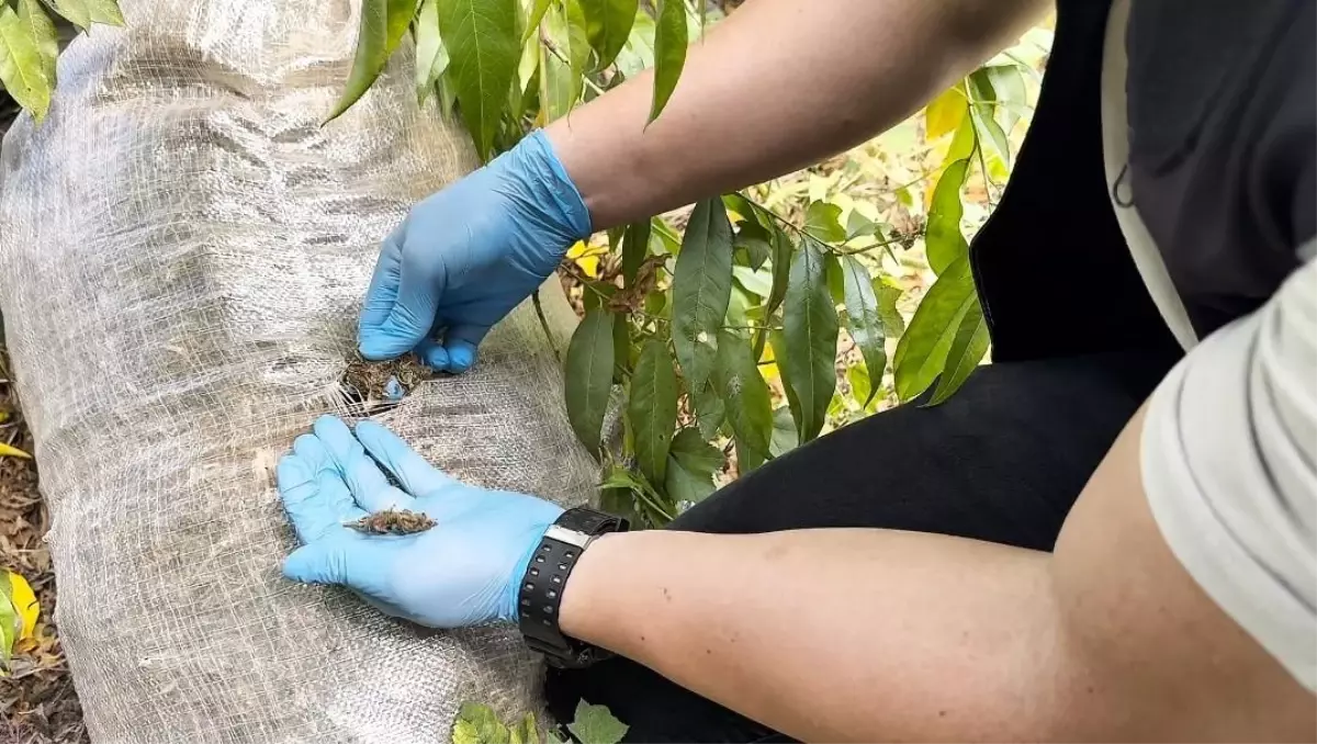 Mersin\'de Şeftali Serasında Uyuşturucu Ele Geçirildi