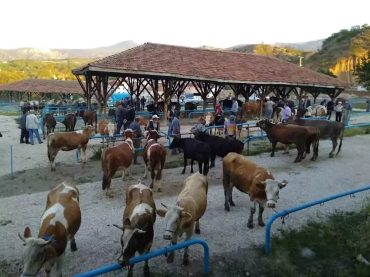 Tosya\'da Kurbanlıkta Şap Hastalığı Tespit Edildi