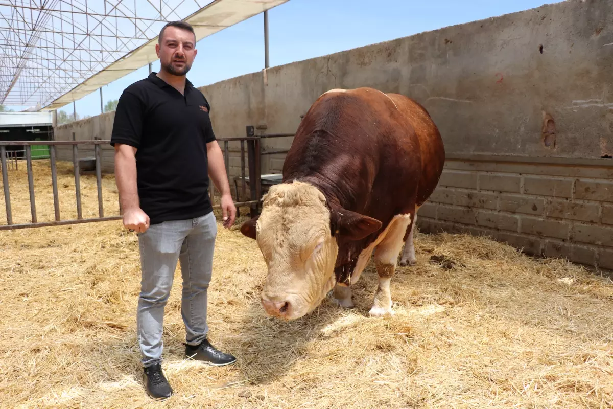 1,5 tonluk danasını satışa çıkardı! İşte istediği fiyat 