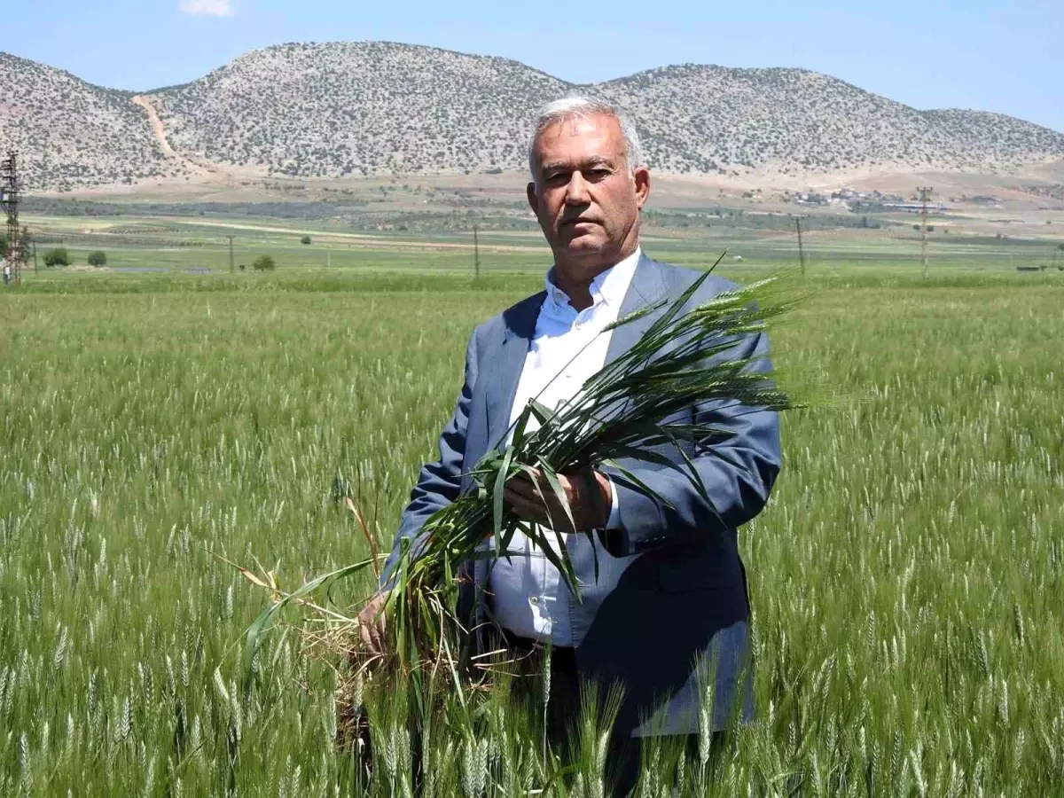 Gaziantep\'te Buğday Rekoltesi Umut Veriyor