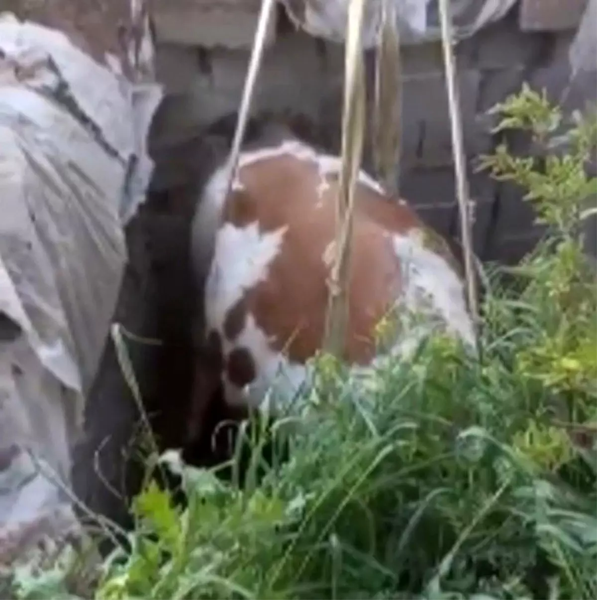 Nevşehir\'de İnek Fosseptiğe Düştü