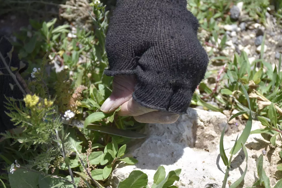 Sivas’ın Madımak Otu Pazarları