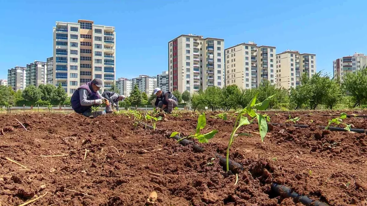 Diyarbakır\'da Yerel Tohum Üretimi Çalışmaları Başlatıldı