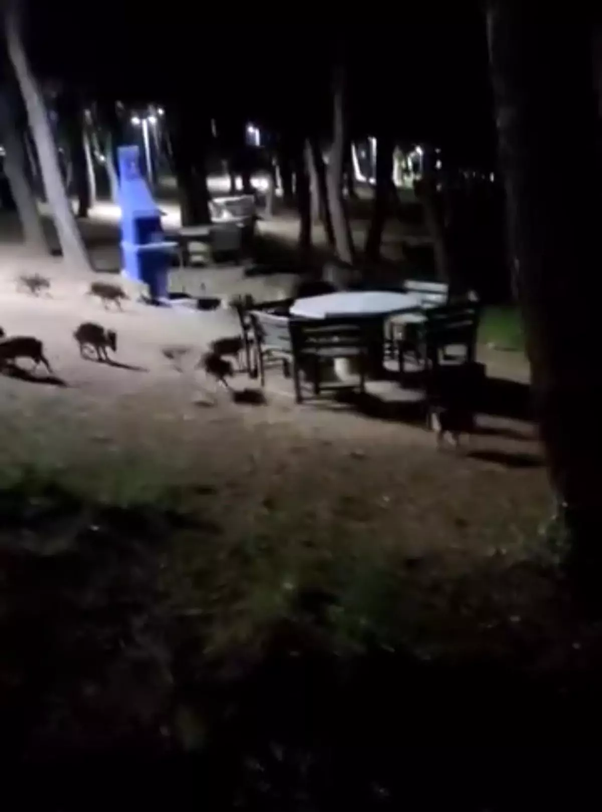 Bursa\'da Domuz Sürüsü Paniği