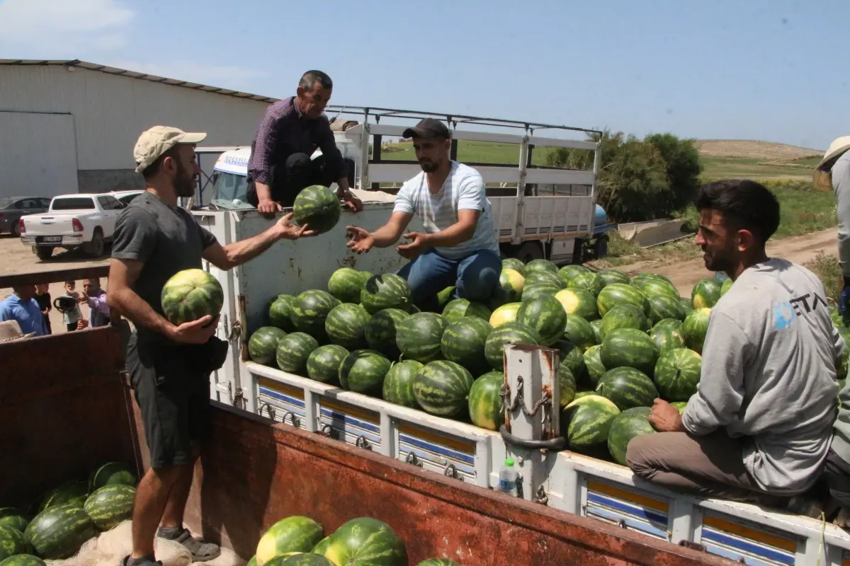 Adana\'da Karpuz Hasadı Başladı