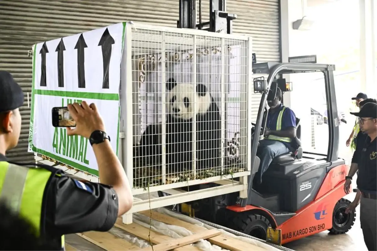 Malezyalılar Panda Çiftine Veda Etti