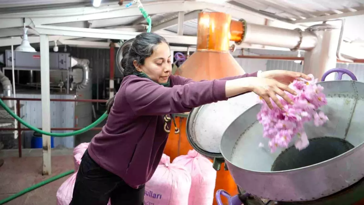 Burdur\'da Gül Hasadı Küresel Isınmadan Etkilendi