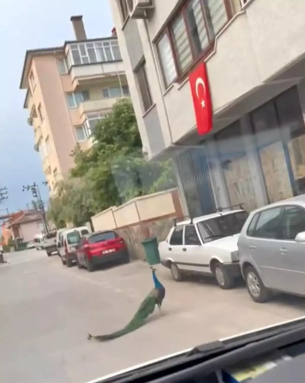 Bursa\'da Tavus Kuşu Sürprizi