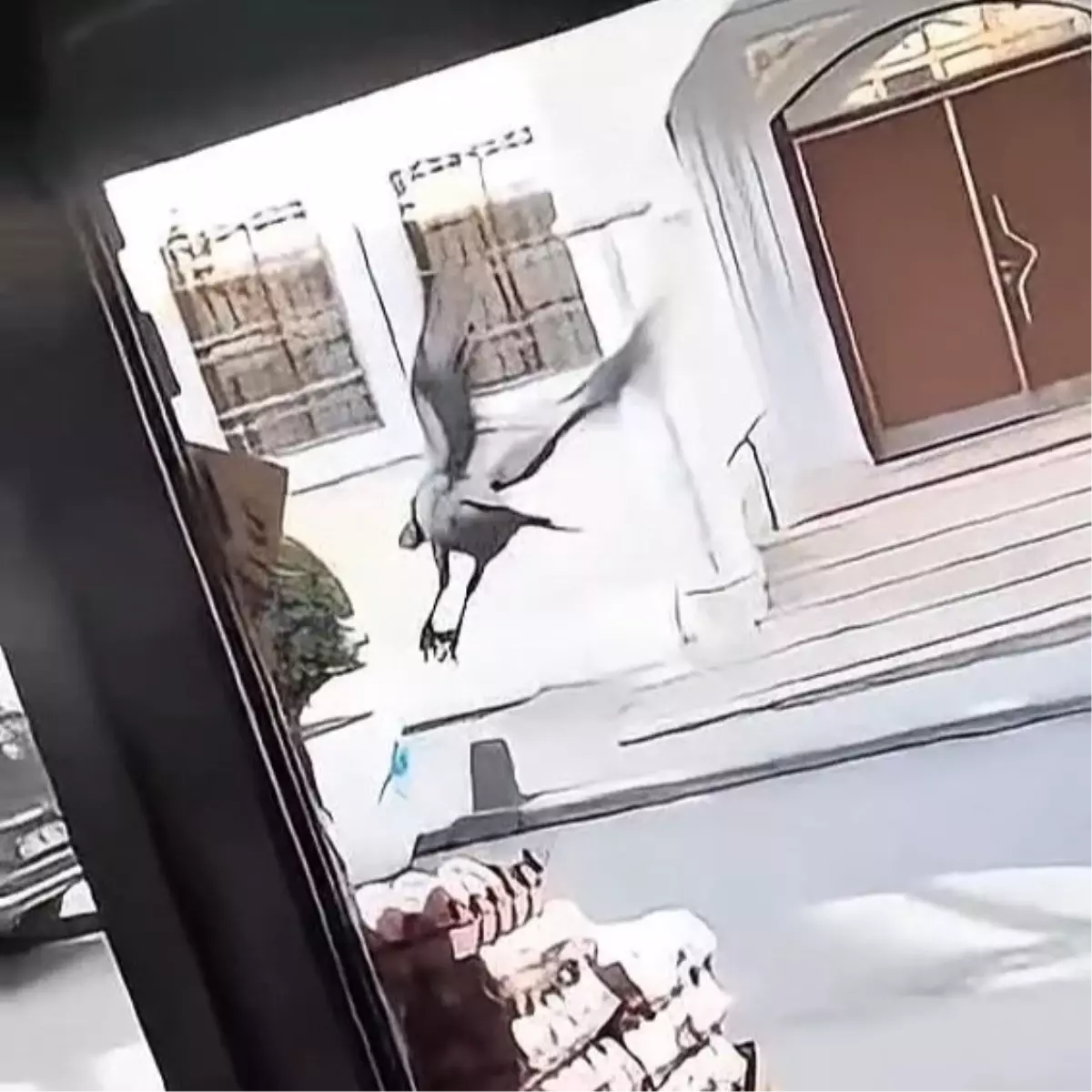 Karga Yumurtayı Kapıyor
