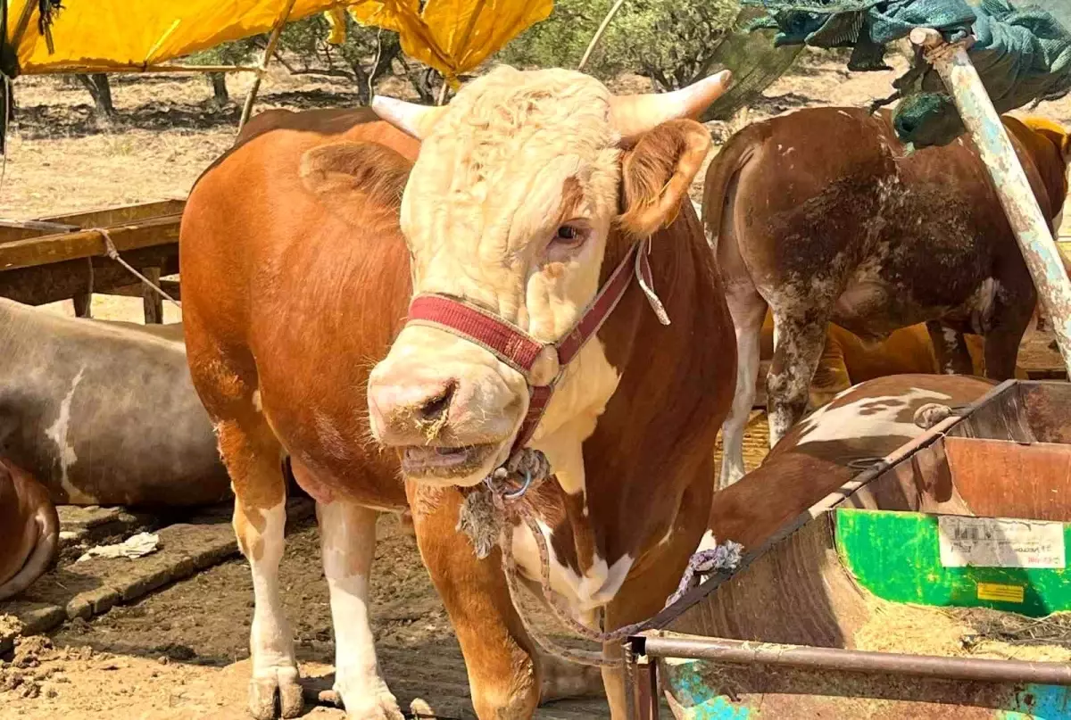 Aliağa\'da Kurban Kesim Fiyatları Açıklandı