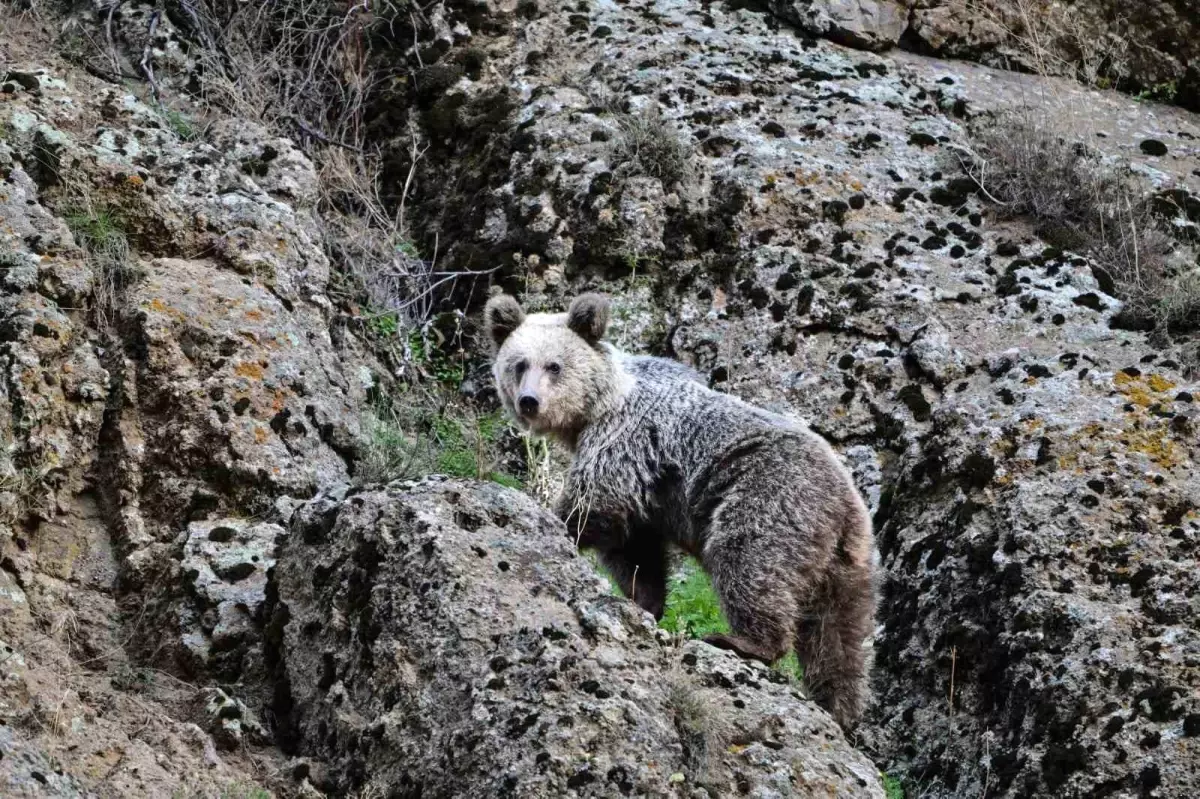 Ayı Saldırısından Köpekler Kurtardı