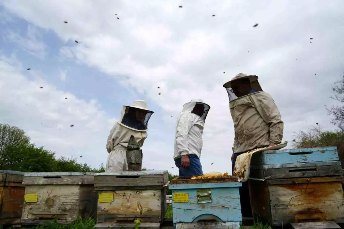 Erzincan\'da Bal Üretimi