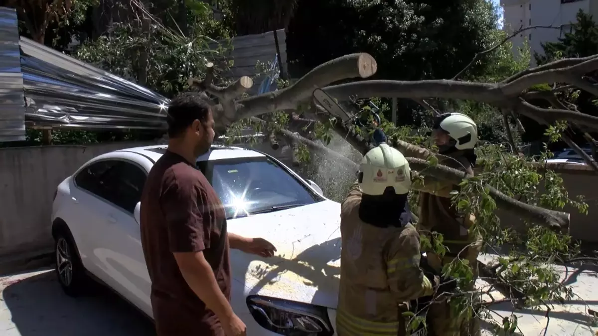 Kadıköy\'de Ağaç, Park Halindeki Aracın Üzerine Devrildi