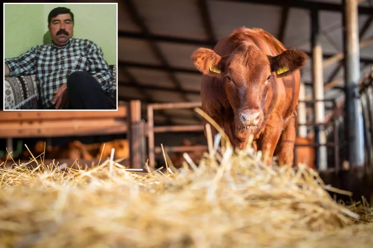 Süt sağmak için girdiği ahırdan cansız bedeni çıkarıldı