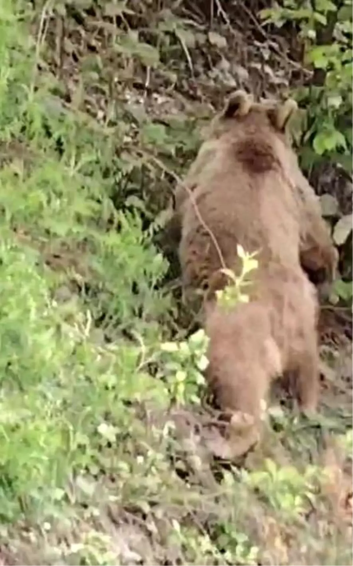 Kastamonu\'da Ayılarla Sohbet Anları