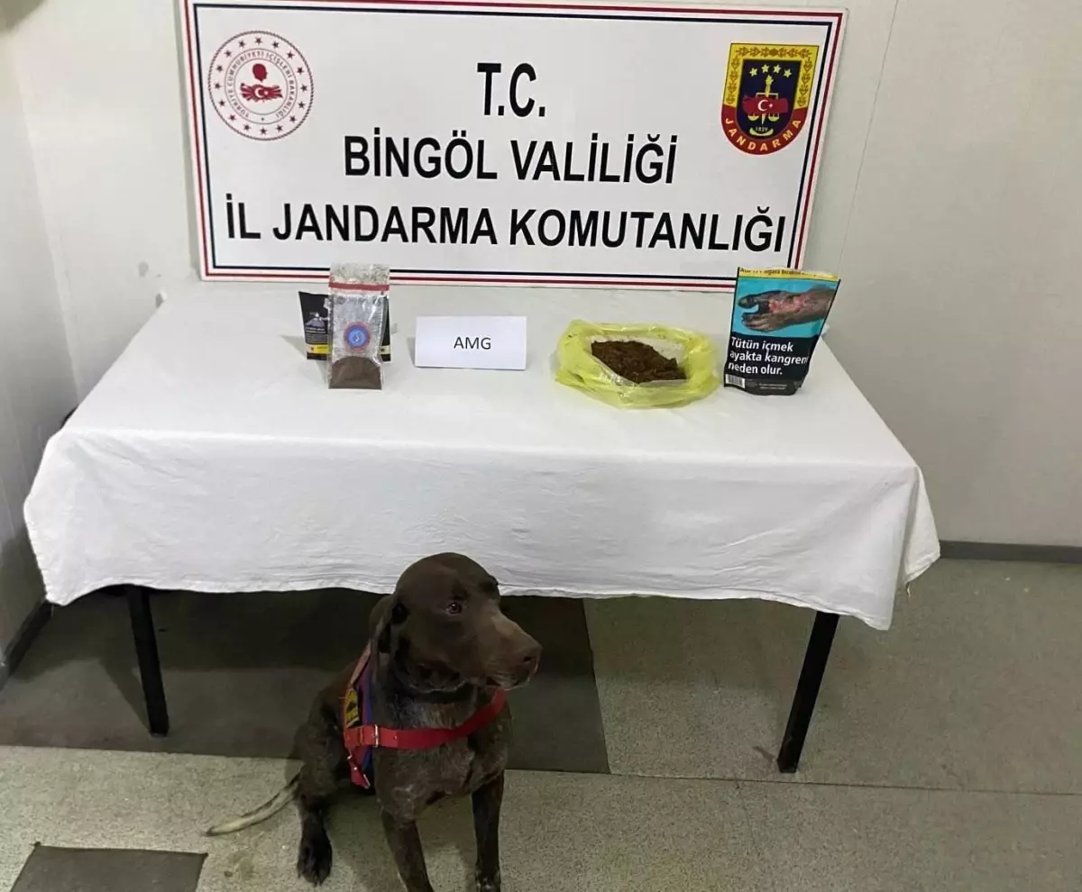 Bingöl\'de Otobüste Bonzai Ele Geçirildi