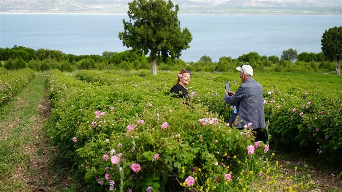 Burdur\'da Gül Hasadı Turizmi Canlandırıyor