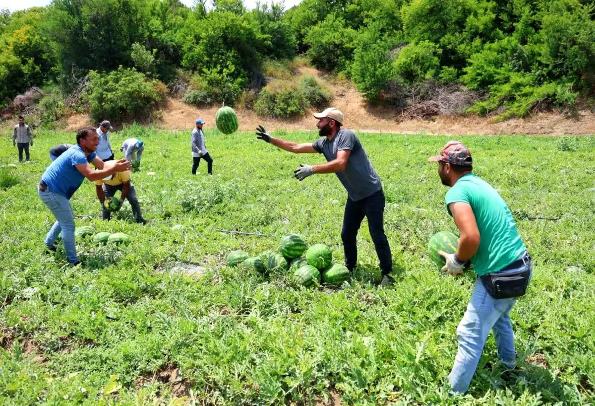 Adana\'da Turfanda Karpuz Hasadı Başladı