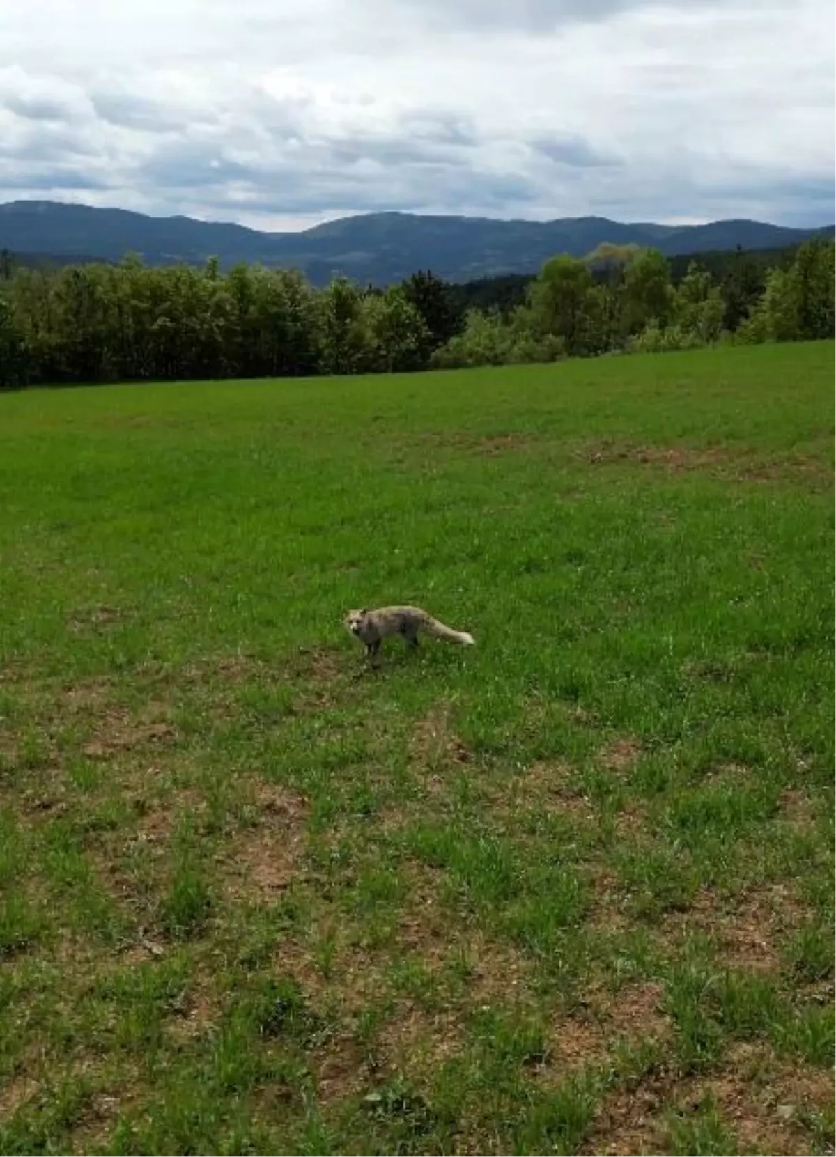 Kastamonu\'da Tilki ve Dron Görüntüleri