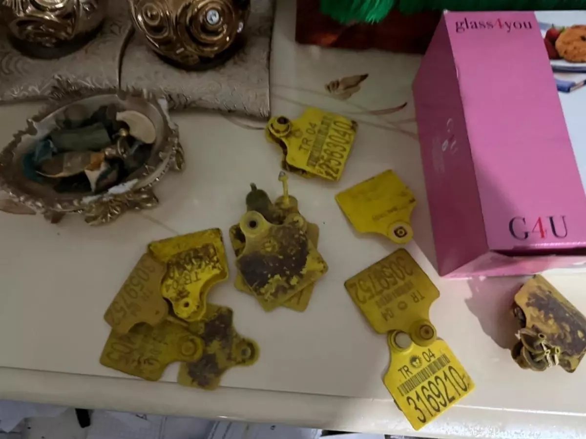 Ağrı\'da Usulsüz Hayvan Belgesi Operasyonu