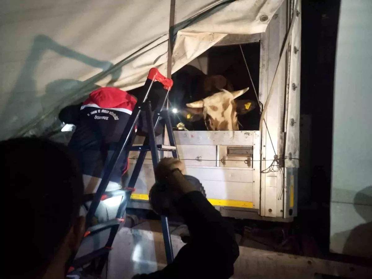 Kurbanlık Hayvan Sevkiyatı Başladı