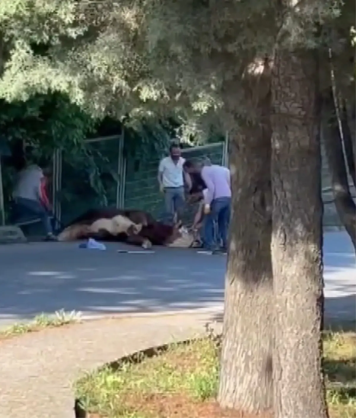 Kurbanlık Boğa Kaçtı, Paniğe Neden Oldu