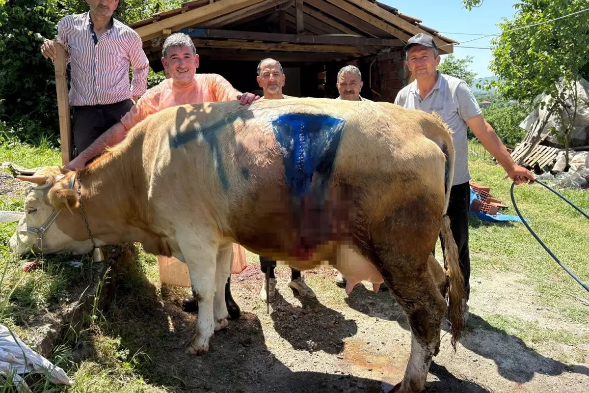 İnek, çift başlı buzağı doğurdu