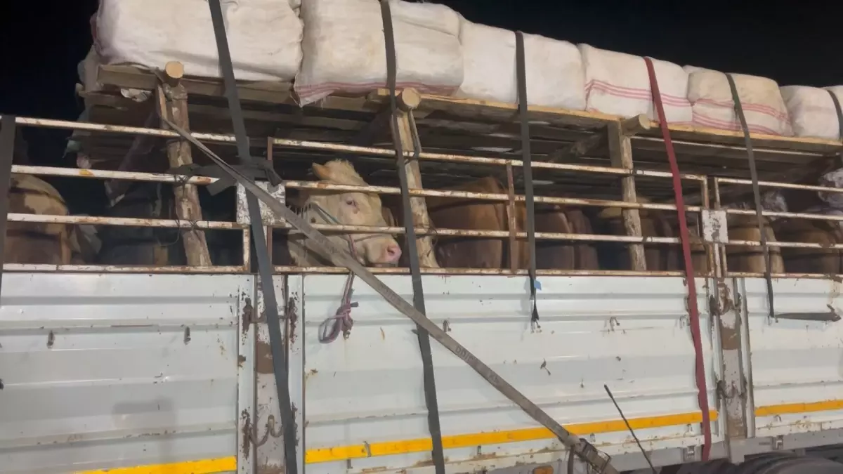 Kurbanlık Hayvanlar İstanbul\'a Giriş Yaptı