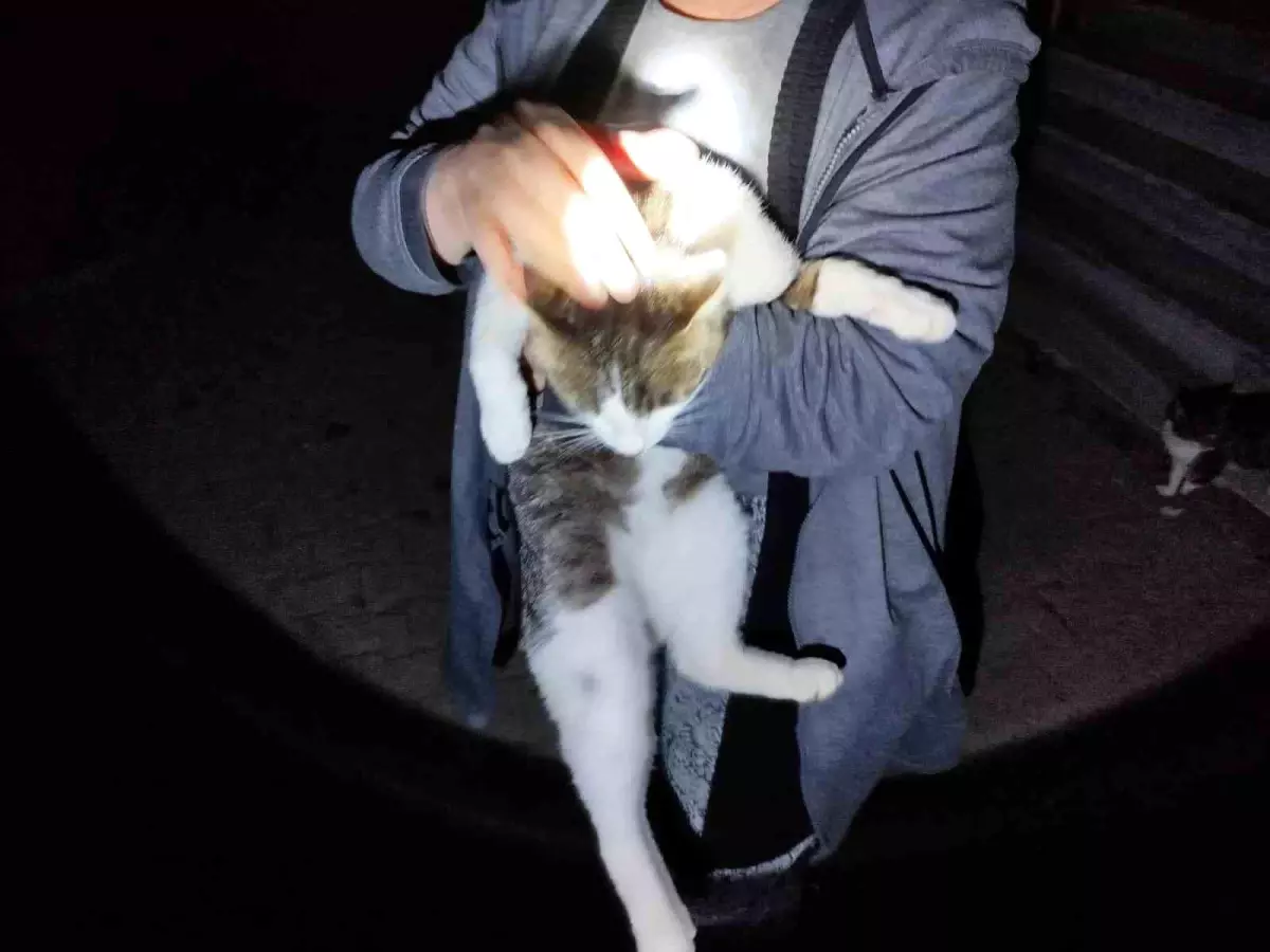 Mahsur Kedi İtfaiye Tarafından Kurtarıldı