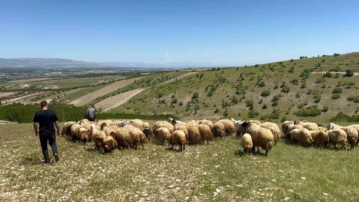 Malatya\'da Yayla Göçü Başladı