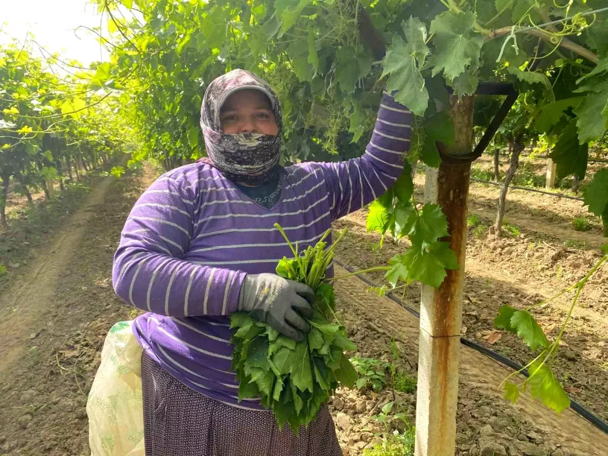Manisa\'da Üzüm Yaprağı Ekonomisi