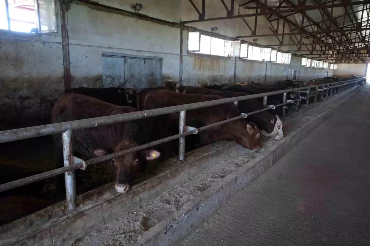 Muş\'tan 30 Bin Kurbanlık Hayvan Sevk Edilecek