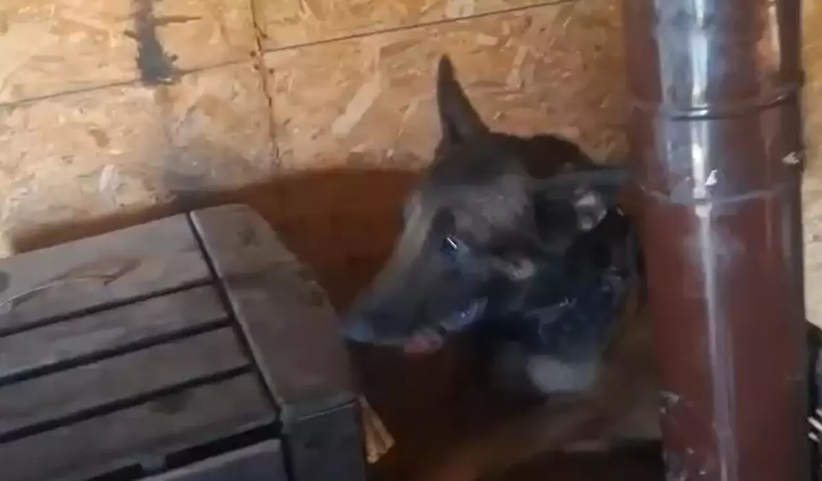 Balıkesir\'de Hint Keneviri Operasyonu