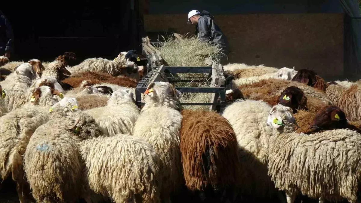 Kurban İçin Koyun ve Koç Satışı Artıyor
