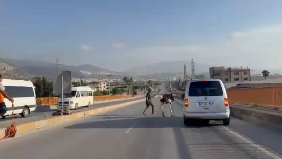 İskenderun\'da Deve Kuşu Trafiği Karıştırdı