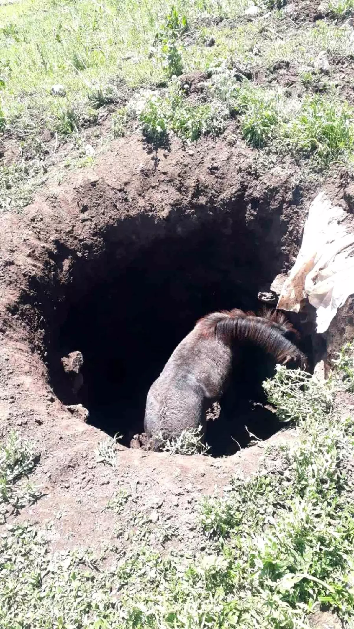 Söğütlü Köyü\'nde Başarılı At Kurtarma Operasyonu