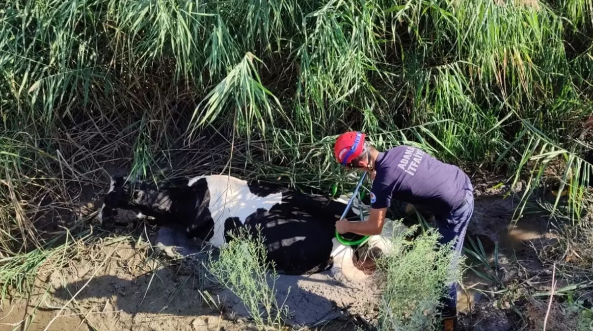 İneği Kanaldan İtfaiye Kurtardı