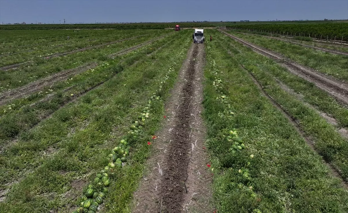 Adana Karpuzunda Fiyat Düşüşü