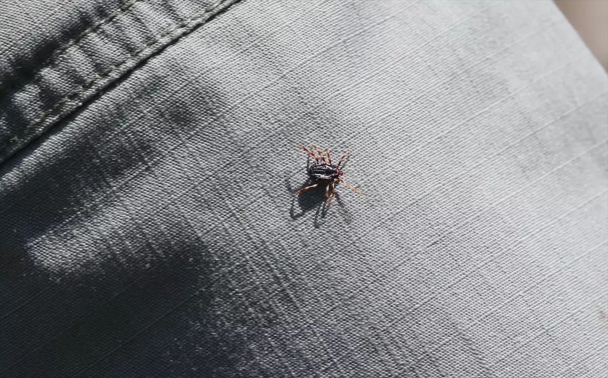 Keneler Üzerine Araştırma: KKKA Vektörleri İnceleniyor