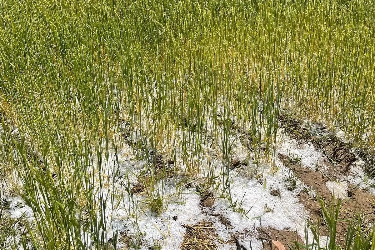 Aksaray\'da Dolu Tarım Arazilerine Zarar Verdi