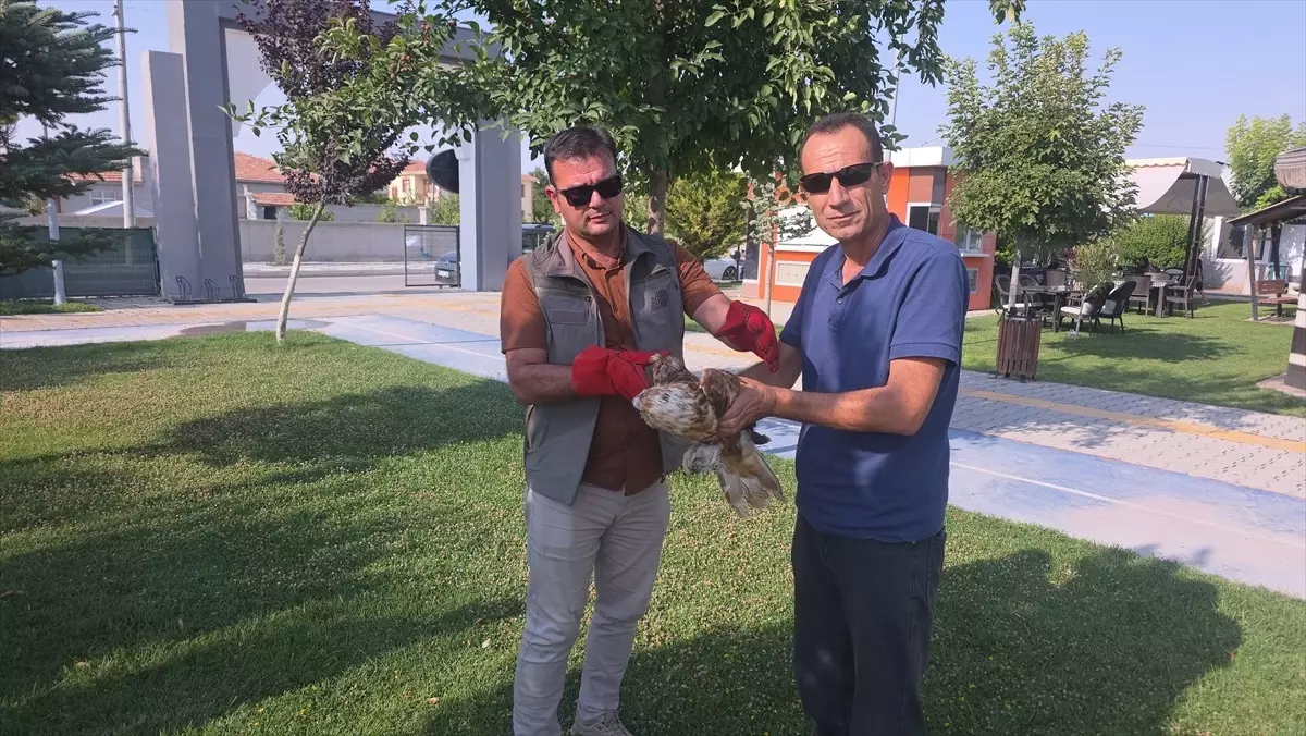 Yaralı Kızıl Şahin Doğaya Salınacak