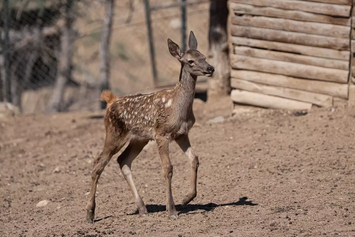 Altınköy\'de \'Benek\' Geyik Yavrusu Doğdu