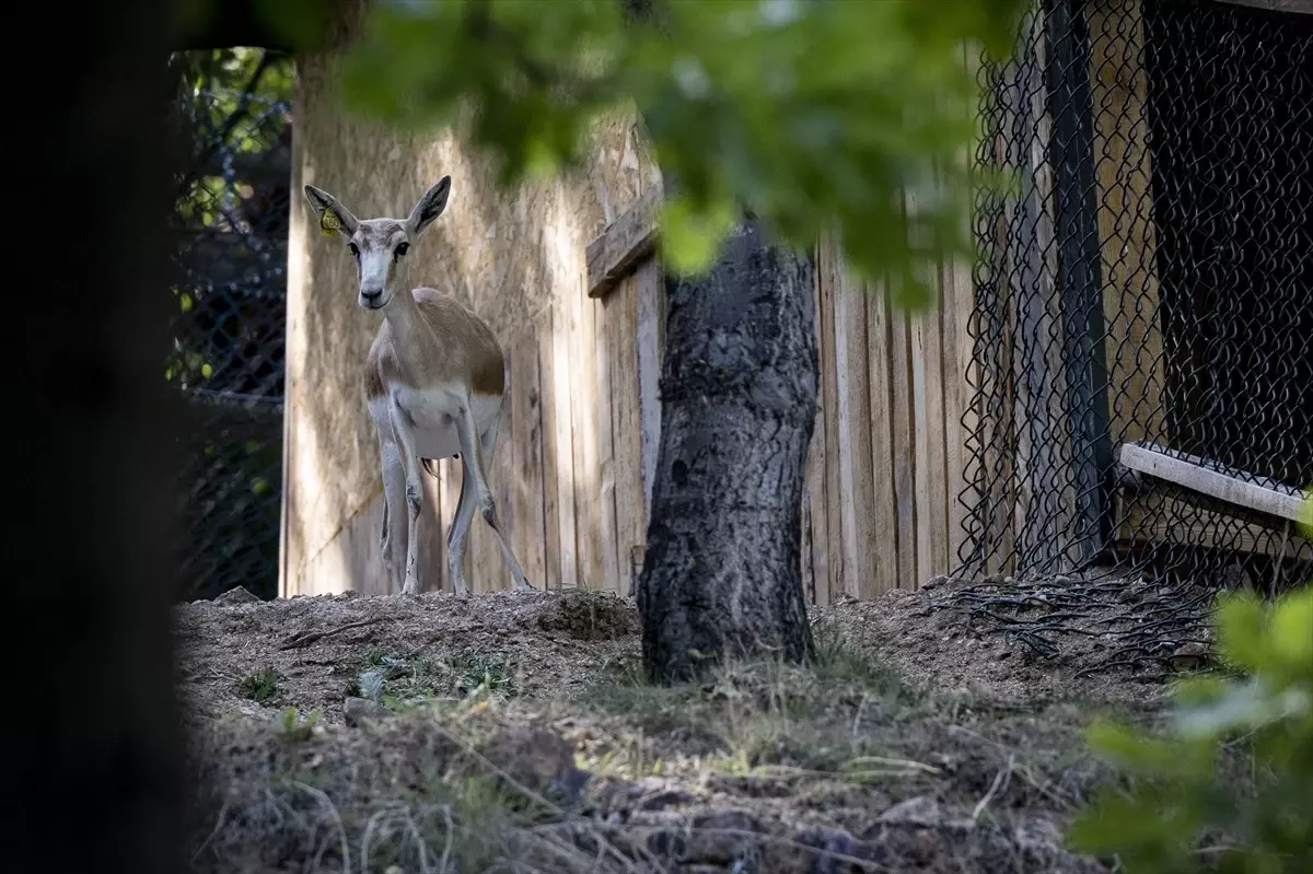 Altınköy\'de Üç Yeni Ceylan Yavrusu Doğdu