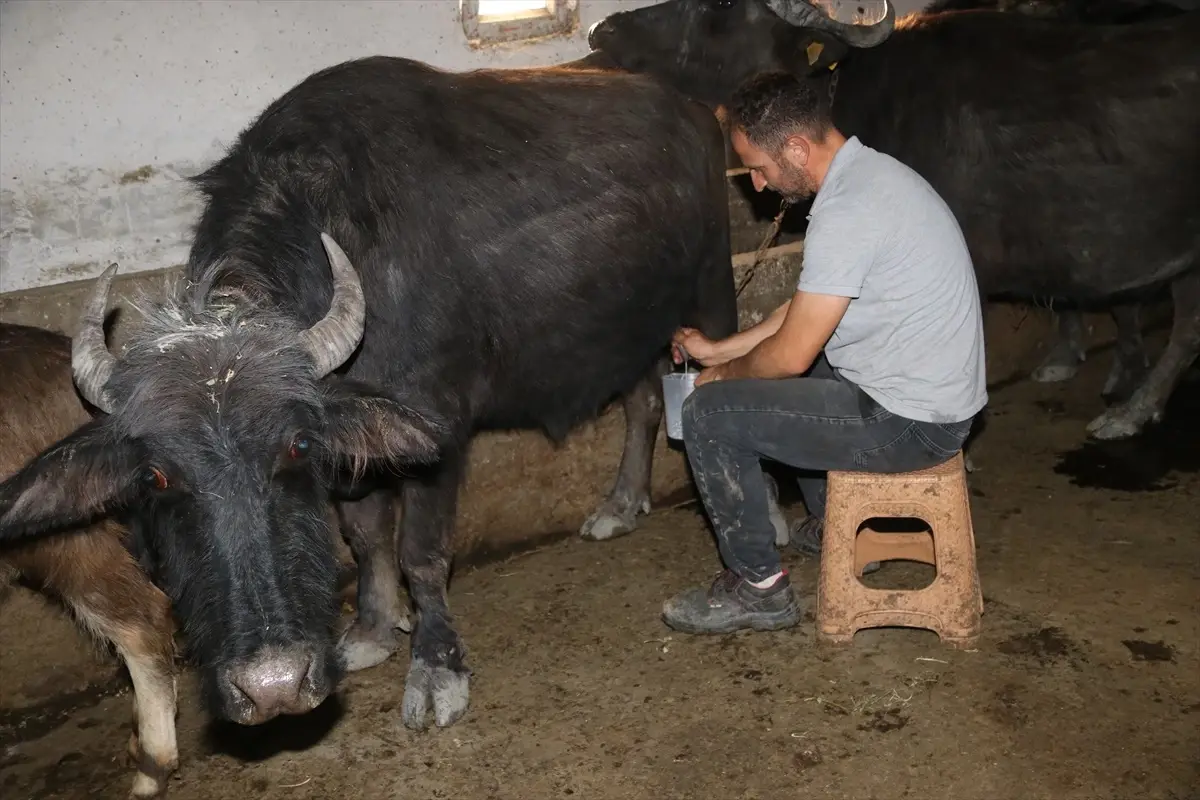 Köyde Manda Yetiştiriciliği